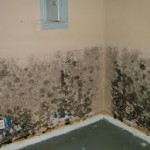 Mold / Drywall